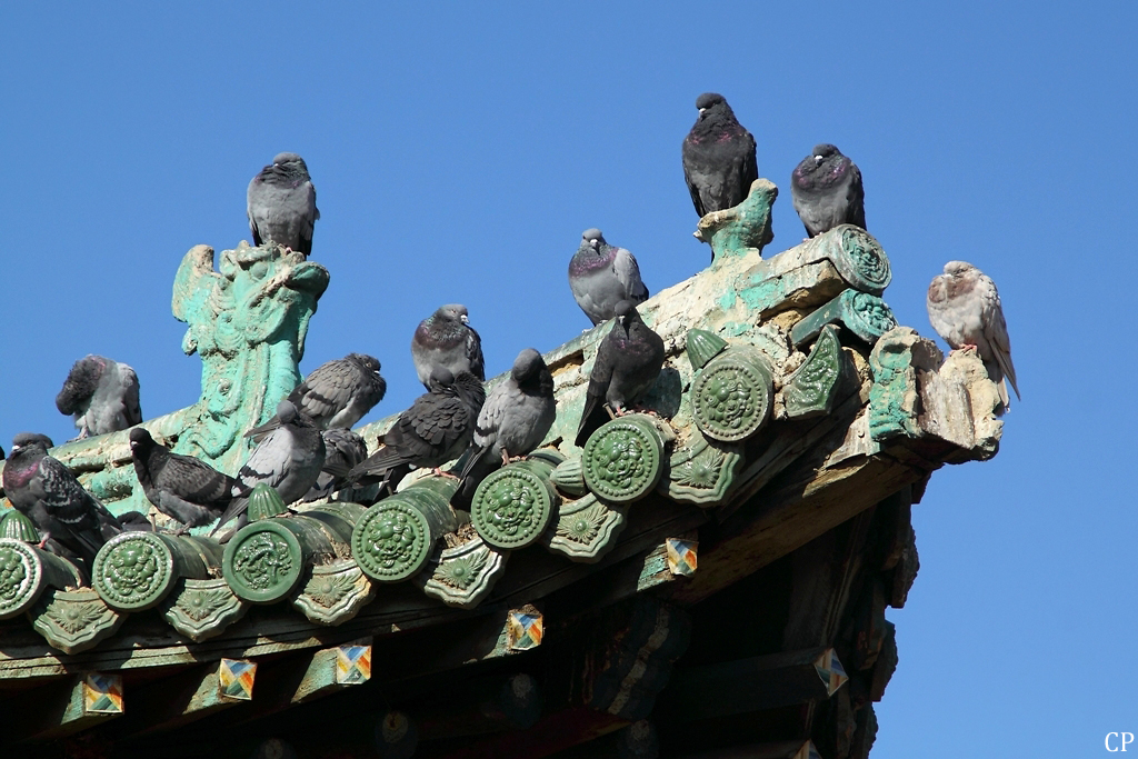 Auf dem Dach eines Tempels haben es sich zahlreiche Tauben gemtlich gemacht. (Ulaanbaatar, 14.9.2011)
