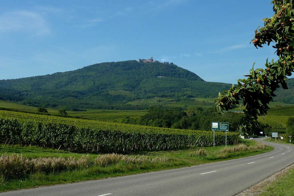 Blick von der Elser Weinstrae auf die Hohknigsburg, Sept.2011