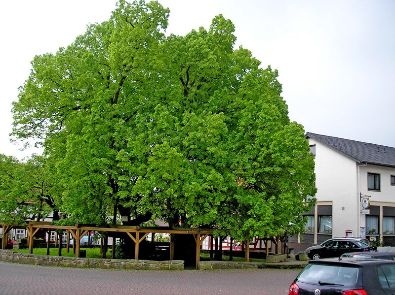 Die lteste Linde Deutschlands steht in Schenklengsfeld. Sie ist etwa 1200 Jahre alt.