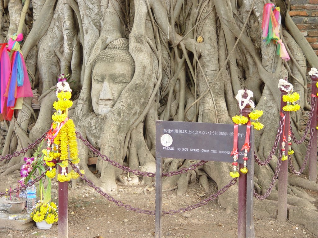Eine antike Tempelstadt in der thailndischen Stadt Sukothai, einer ehemaligen Hauptstadt des Knigreiches Siam. Bei einem der Tempel haben die Wurzeln eines heiligen Baumes, eines Banyan-Baumes, nur das Gesicht einer Statue frei gelassen (im Sept. 2006)