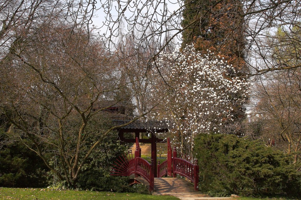 Frhling im  Japanischen Garten  im Leverkusener Carl-Duisberg-Park. (Aufnahme vom 24.03.2012)
