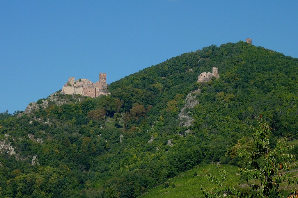 Rappoltsweiler (Ribeauville), die Ulrichsburg, die Girsburg und der Hohrappoltstein(von links) hoch ber der Stadt, Sept.2011