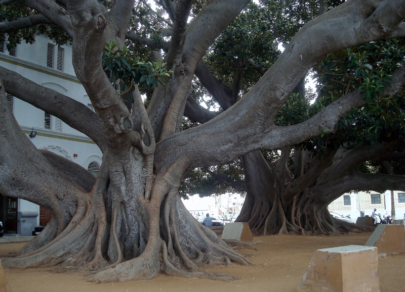 Uralter, exotischer Baum vor dem Eingang zur Wirtschaftsfakultt der Universitt von Cadiz. 20.9.2010
