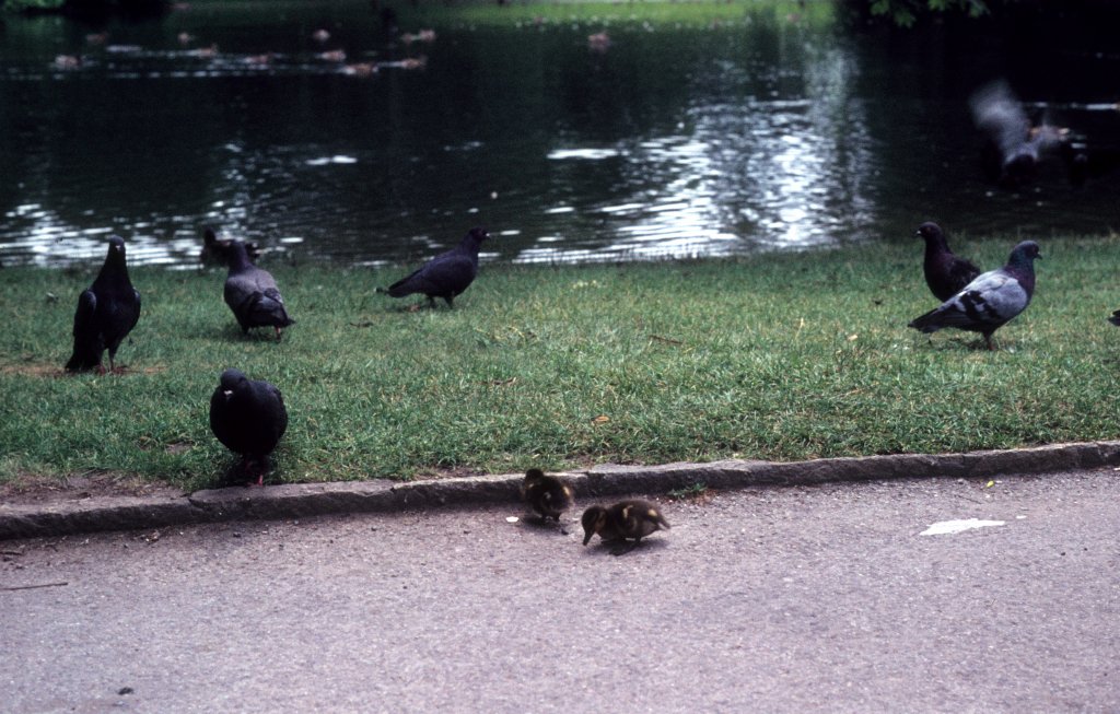 Wien Stadtpark am 19. Juni 1971.