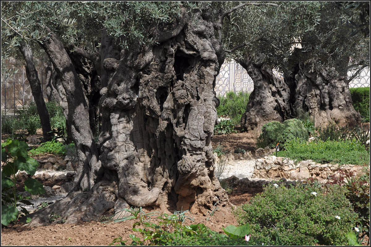. Garten Gethsemane -

19.03.2014 (Jonas)
