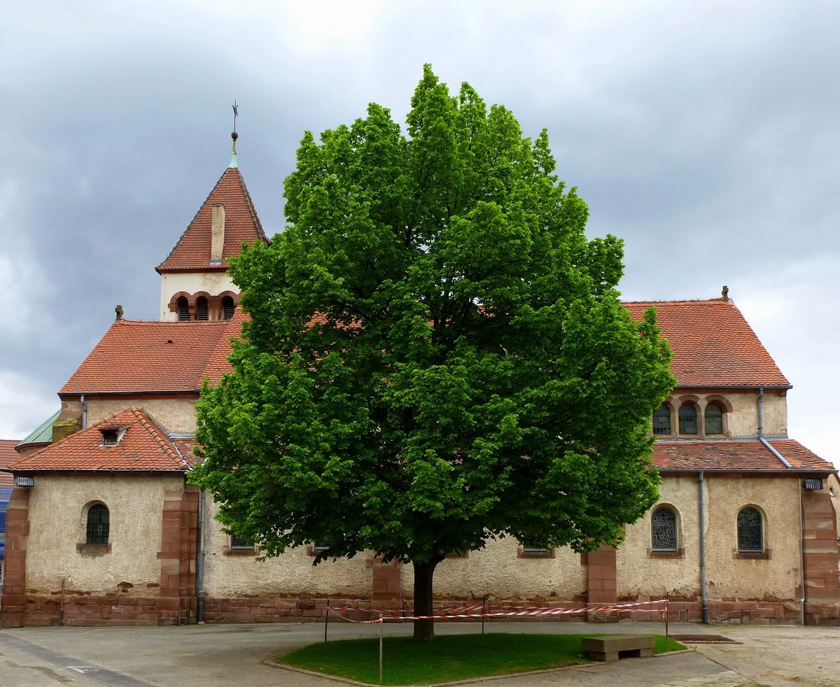 Avolsheim, die neoromanische Kirche St.Maternus wurde 1911 erbaut, Mai 2013