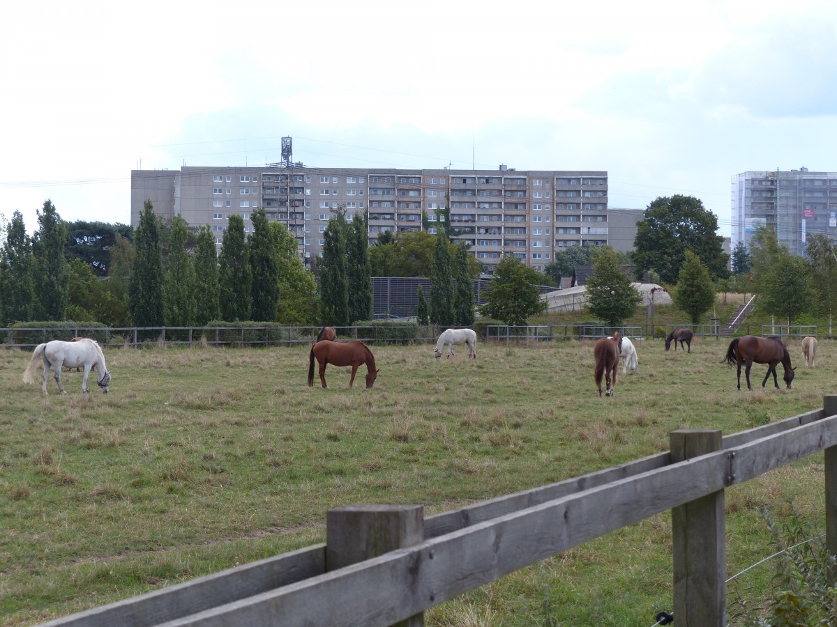 DDR-Neubauten wurden sowohl in innerstdtischen als auch in eher landschaftlich geprgten Gebieten gebaut. 7.9.2014, Landschaftspark Altglienicke-Rudow