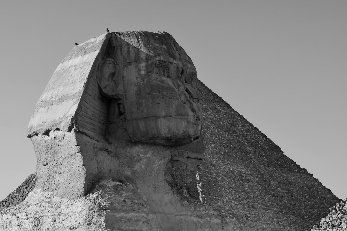 Der Kopf der Groen Sphinx vor der Pyramide des Cheops. (Gizeh, Dezember 2018)