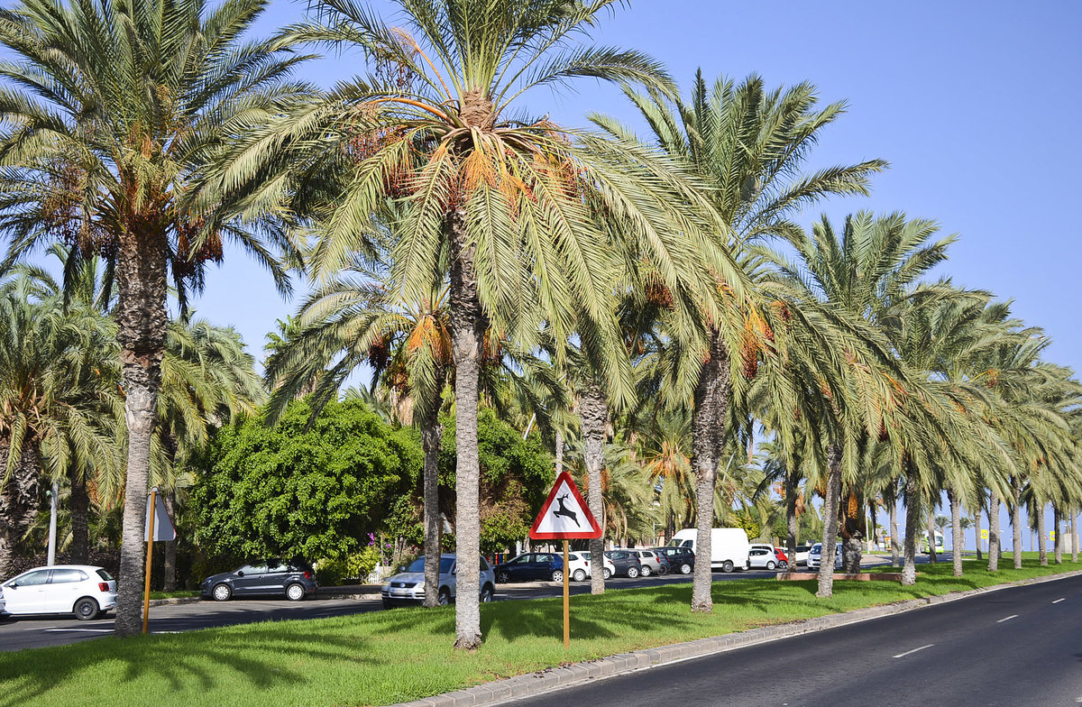 Die Strae Avenida del Saladar in Morro Cable auf der Insel Fuerteventura - Spanien. Aufnahme: 19. Oktober 2017.
