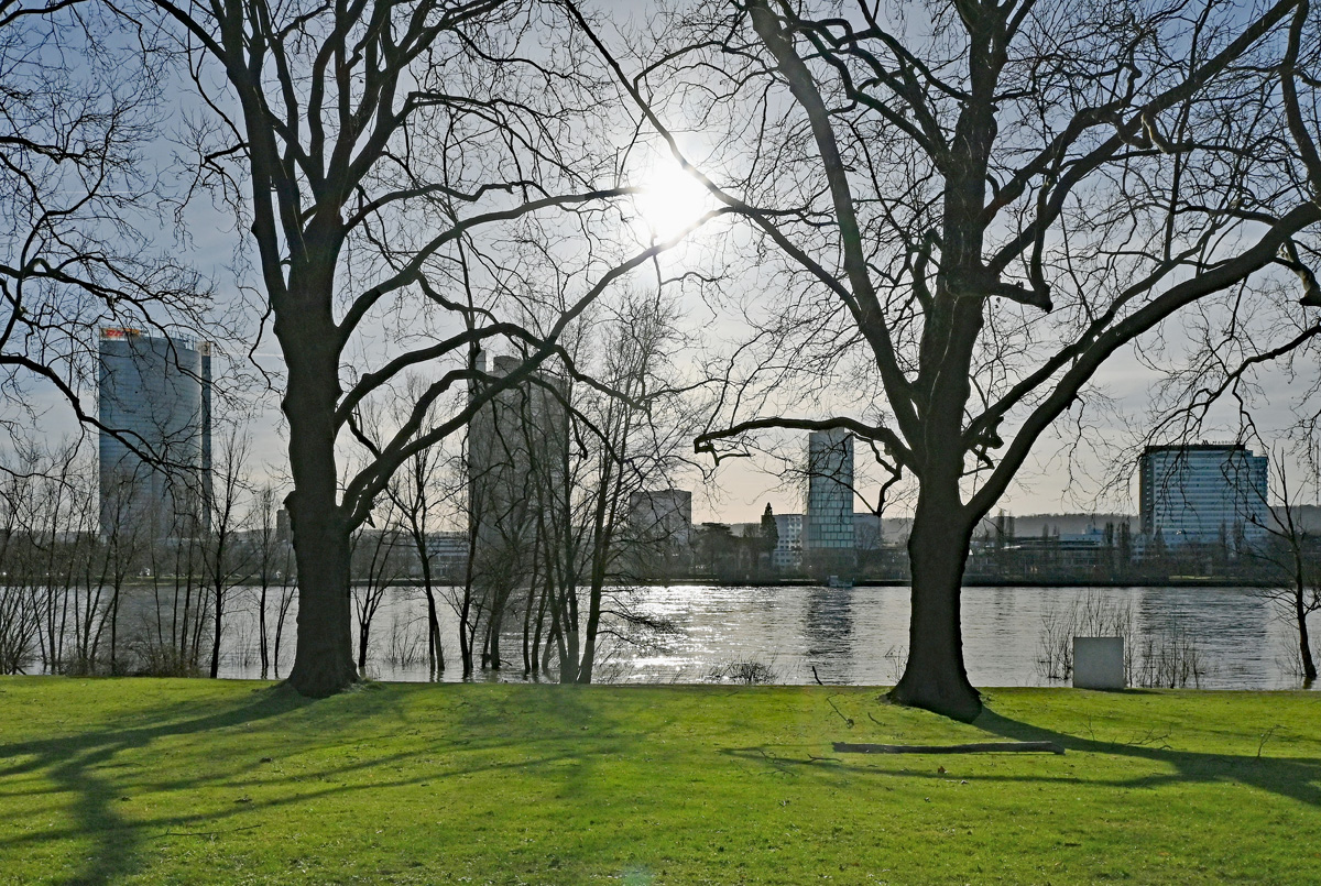 Durch die Bume ber den Rhein von links nach rechts: Posttower, UN-Campus Bonn und UN-Hochhaus  Kurzer Eugen . 27.01.2024