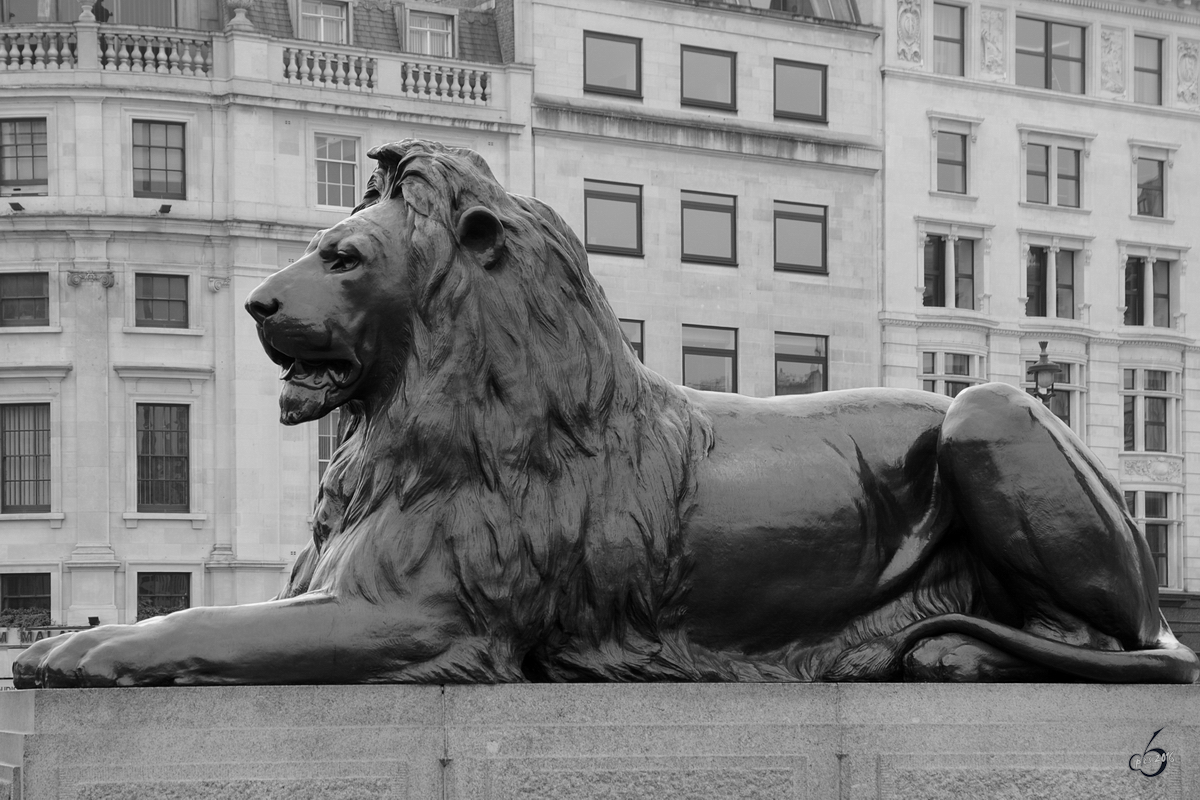 Eine Lwenfigur am Trafalgar Square im Herzen von London. (Mrz 2013)