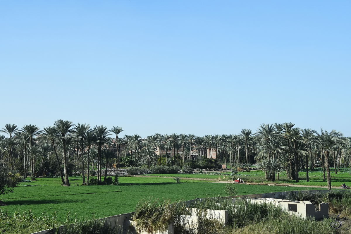 Grn und Palmen am Stadtrand von Kairo im Dezember 2018.