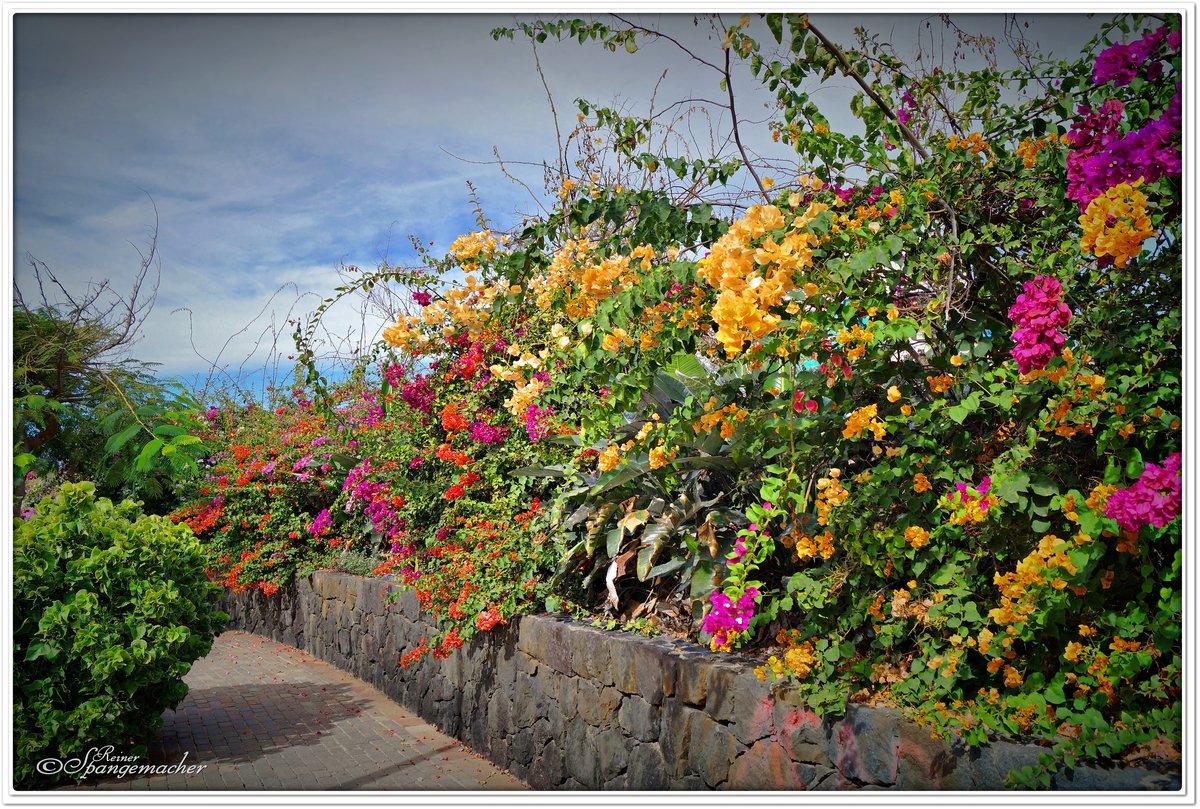 Mauerblmchen ;-) Auf der Promenade am Meer von Puerto de la Cruz. Kanaren Insel Teneriffa. November 2017 