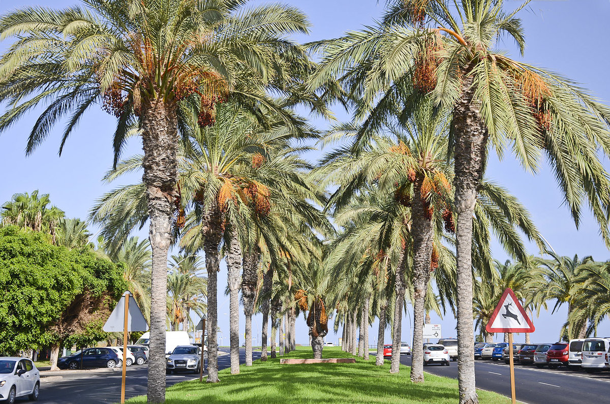 Palmenalle Avenida del Saladar in Morro Jable auf der kanarischen Insel Fuerteventura. Aufnahme: 18. Oktober 2017.