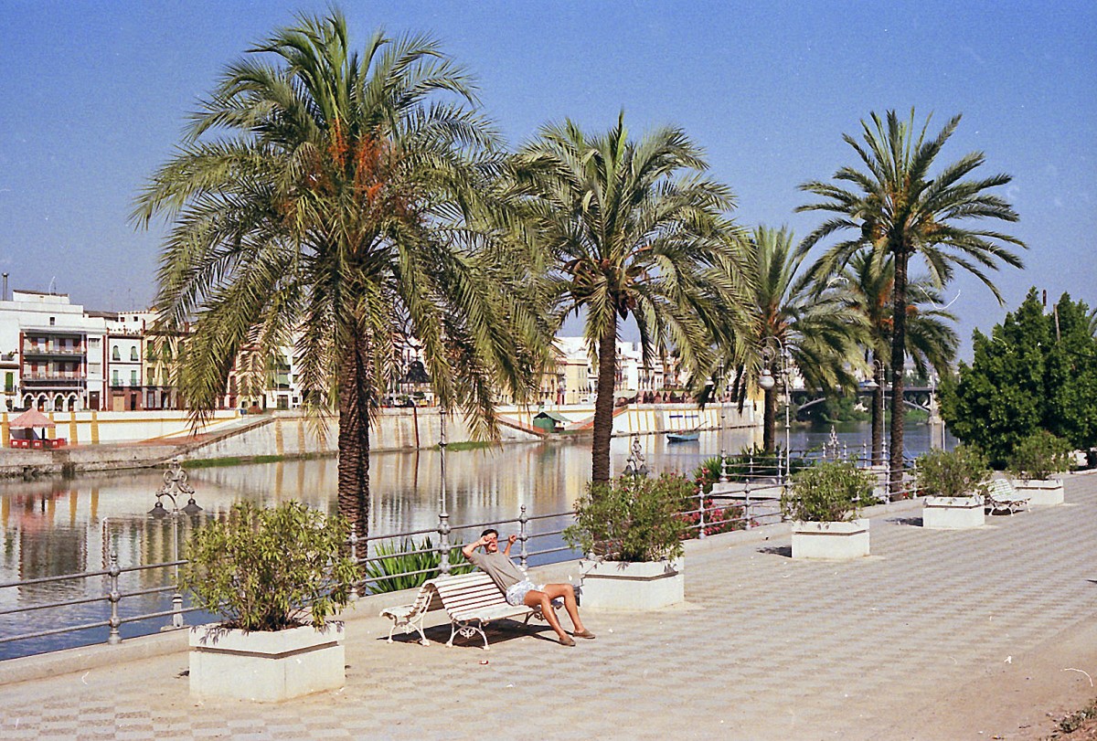 Palmenpromenade am Canal de Alfonso XIII in Sevilla. Aufnahme: Juli 1986 (digitalisiertes Negativfoto).