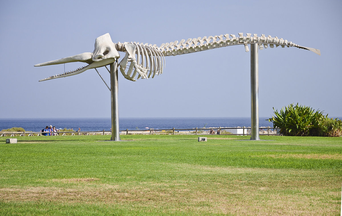Skelett von einem Pottwal in Morro Jable auf der Insel Fuerteventura. Kanarische Inseln, Spanien-. Aufnahme: 18. Oktober 2017.