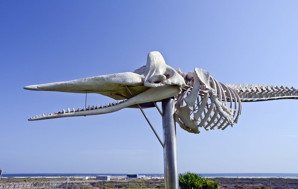 Skelett von einem Pottwal in Morro Jable auf der Insel Fuerteventura. Kanarische Inseln, Spanien. Aufnahme: 18. Oktober 2017.