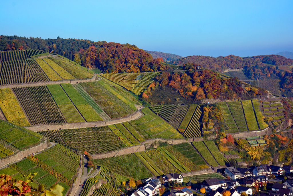 Weinberge im Herbst in Dernau im Ahrtal - 27.10.2015