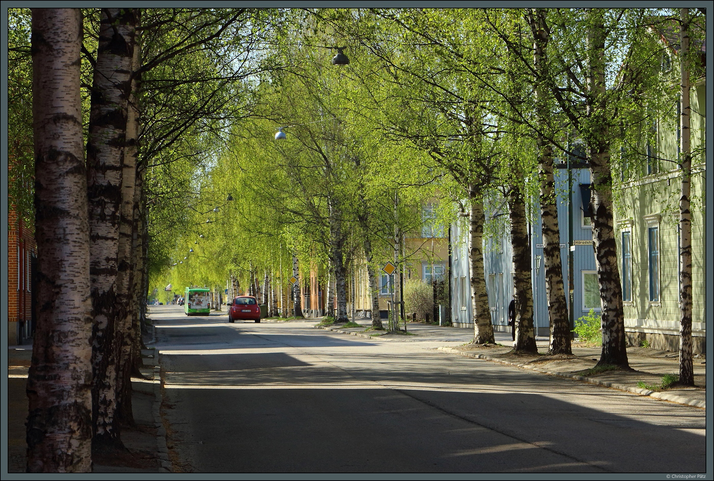 Eine Birkenallee entlang der Skolgatan in Ume. (21.05.2023)