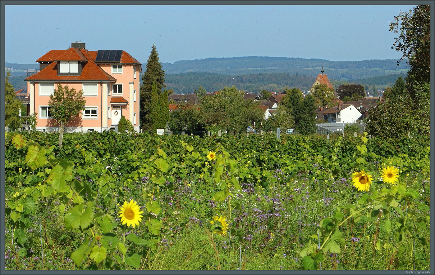 Sonnenblumen blhen am 08.10.2023 oberhalb des Dorfes Mittelzell auf der Insel Reichenau. 