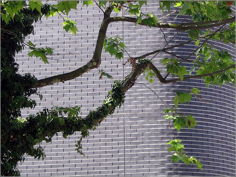 Baum vor Wand, gesehen in der Stuttgarter Innenstadt. 2005 (Matthias)