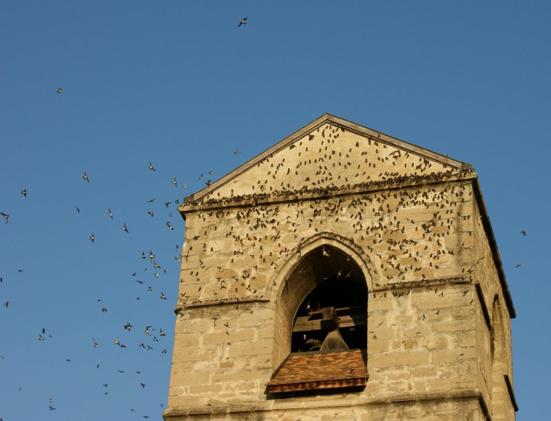 Hunderte von Schwalben schwirren um den Kirchturm von St-Saphorin - nun ist wohl endgltig Herbst.
15 September 2008 