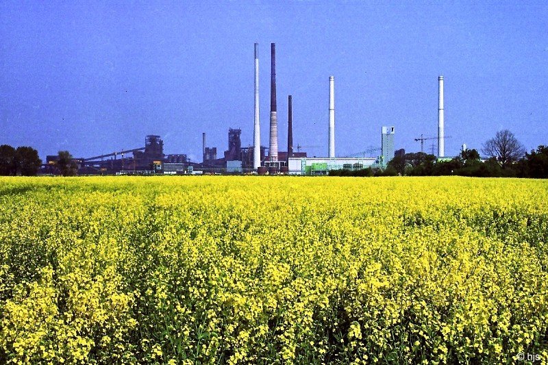 Nach Norden, zum Niederrhein hin, kommen Industrie und Landwirtschaft einander recht nahe. ber das blhende Rapsfeld hinweg  gren  die Hochfen und Schornsteine des Schwelgerner Httenwerks (21. April 2002).