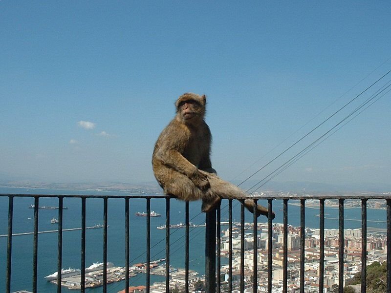 Sehr wichtiger Bewohner von Gibraltar, die Legende sagt, solang die auf dem Felsen sind, bleibt Gibraltar britisch. Fr die Berber-Affen gibt es sogar auf Gibraltar ein Krankenhaus! Unten die Stadt, aufgenommen September 2003