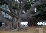 Uralter, exotischer Baum vor dem Eingang zur Wirtschaftsfakultt der Universitt von Cadiz.