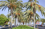 Palmenalle Avenida del Saladar in Morro Jable auf der kanarischen Insel Fuerteventura.