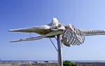 Skelett von einem Pottwal in Morro Jable auf der Insel Fuerteventura.