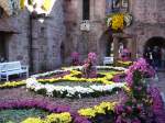 lahr-im-schwarzwald Lahr,Blumenschmuck zur 'Chrysanthema'