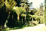 San Francisco Farnb�ume im Golden Gate Park, San Francisco am 23. August 1988.