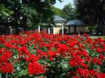 breisgau-hochschwarzwald Rosenpracht im Kurpark von Bad Krozingen/Baden  Juni2008