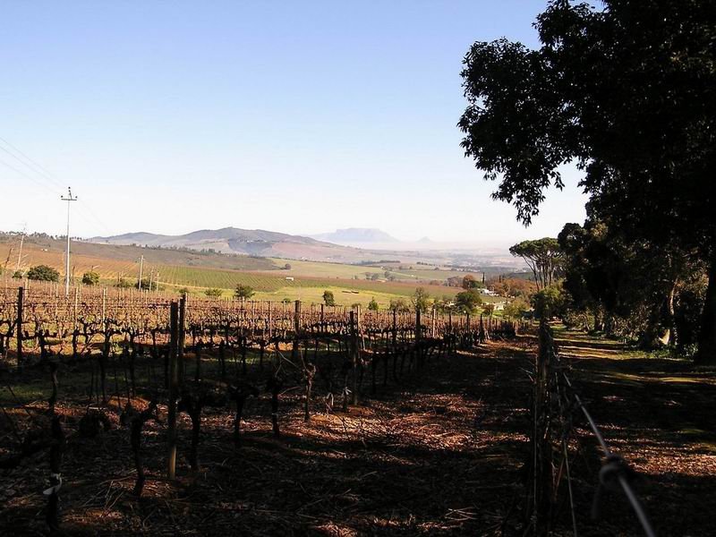 Weingrten bei Stellenbosch. Obwohl entfernt kann man den Tafelberg gut erkennen.