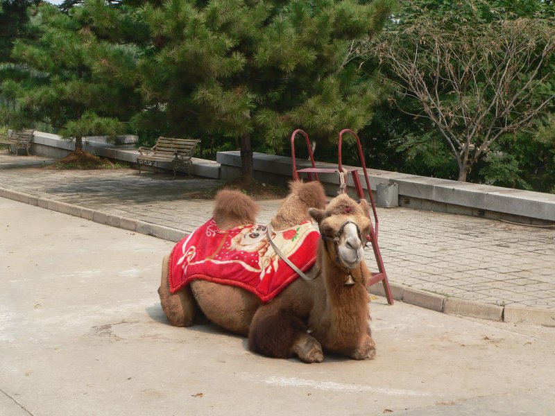 Wo Touristen sind (wir befinden uns auf der Festungsmauer von Shanhaiguan, die Teil der Groen Mauer ist), sind Verkufer nicht weit. Beliebt sind Fotoattraktionen. So kann man sich auf diesem Kamel fotografieren lassen. 09/2007