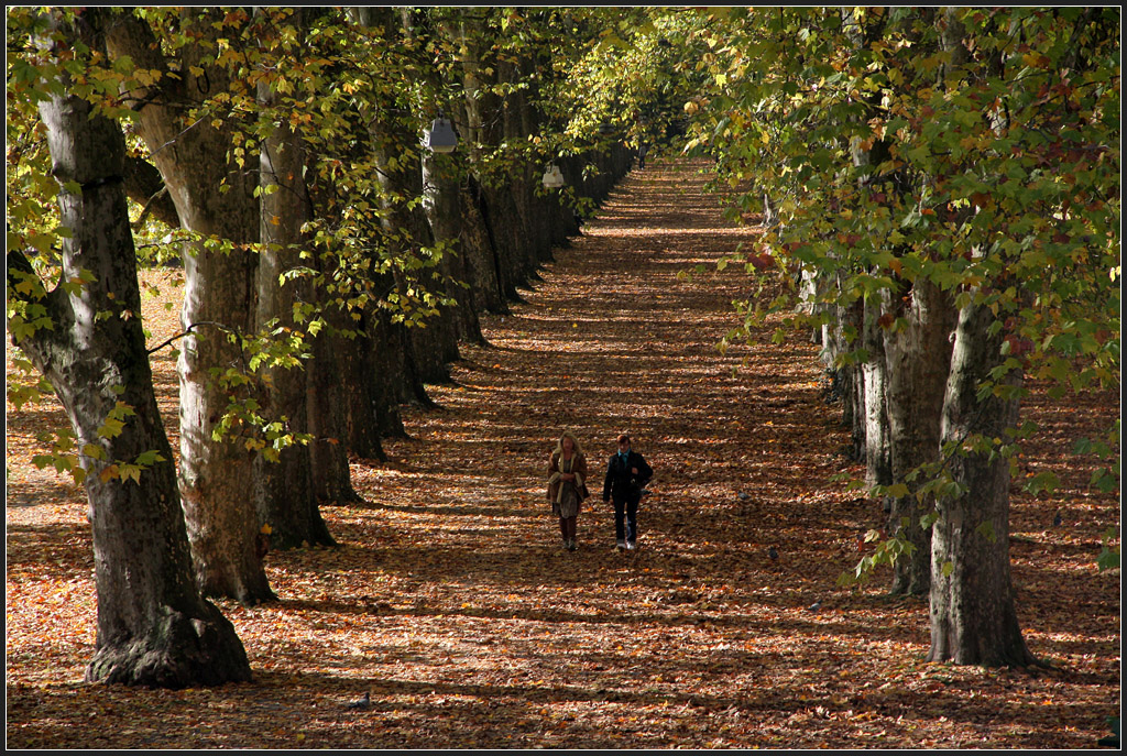 . Herbst in Tbingen - Platanenallee auf der Neckarinsel, Oktober 2011 (Matthias)