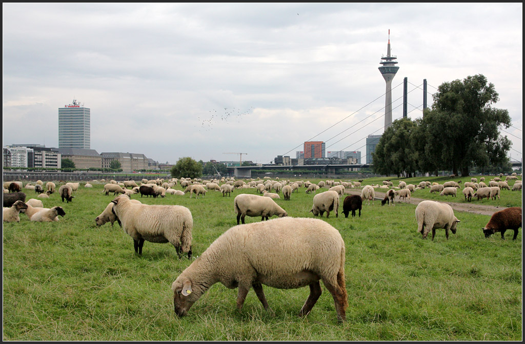 . In Dsseldorf, 30.08.2011 (Matthias)