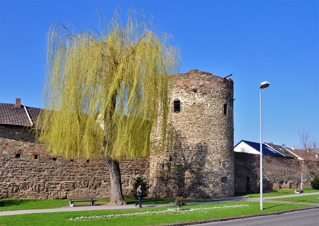 Ahrweiler - Weide vor der Stadtmauer - 15.03.2012