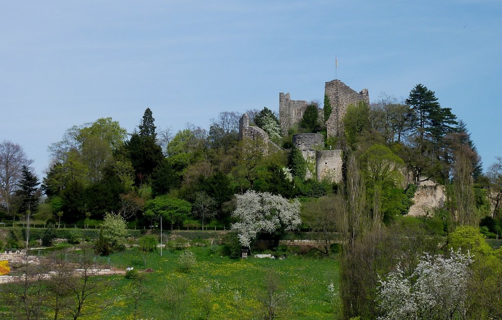 Badenweiler, der Burgberg mit der Ruine der Burg Baden im Frhlingskleid, die Burg geht zurck auf das Jahr 1080, April 2011