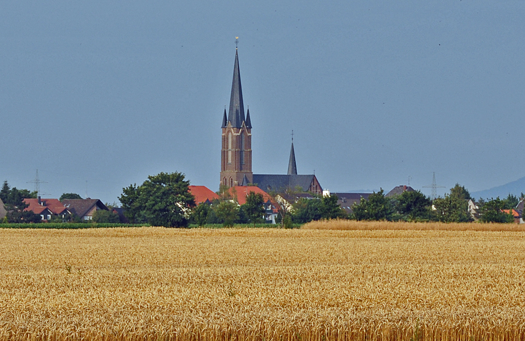 Blick vom Westen ber ein Kornfeld auf die Kirche von Odendorf (Rhein-Sieg-Kreis) - 27.07.2010