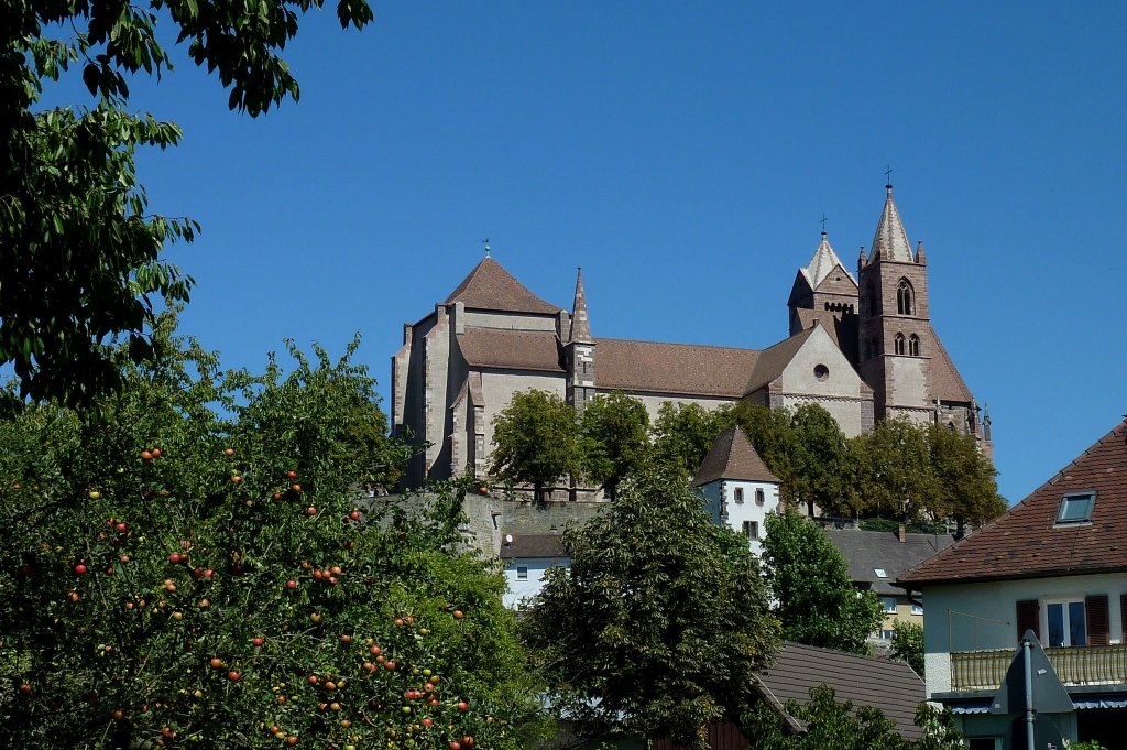 Breisach am Rhein, das weihin sichtbare Mnster auf dem Burgberg, endlich mal ohne Gerste, Sept.2011