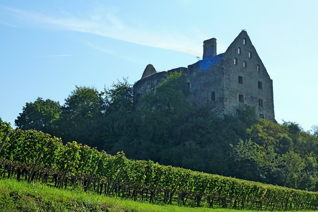 Burkheim am Kaiserstuhl, die Ruine des Schwendi-Schloes, 1251 erstmals erwhnt wurde das Schlo 1672 von den Franzosen zerstrt und nie mehr aufgebaut, Sept.2012