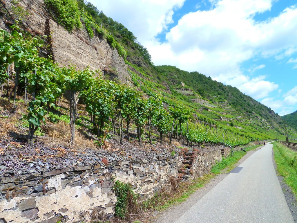 Deutschland, Rheinland-Pfalz, bei Kobern-Gondorf, Mosel Radweg zwischen den Weinbergen einerseits und der KBS 690 Trier-Koblenz sowie der Mosel andererseits. 17.06.2012