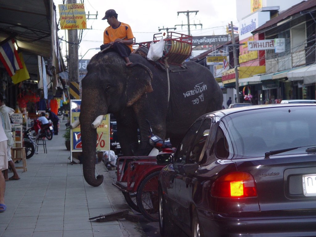Ein asiatischer Elefant und sein Mahout auf  Betteltour  in der nordostthailndischen Stadt Buri Ram am 10.10.2006
