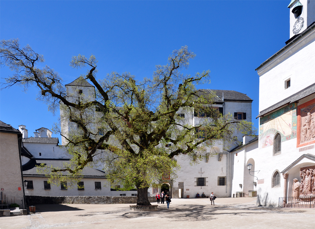 Einsamer Baum im Innenhof der Festung Hohensalzburg - 25.04.2012