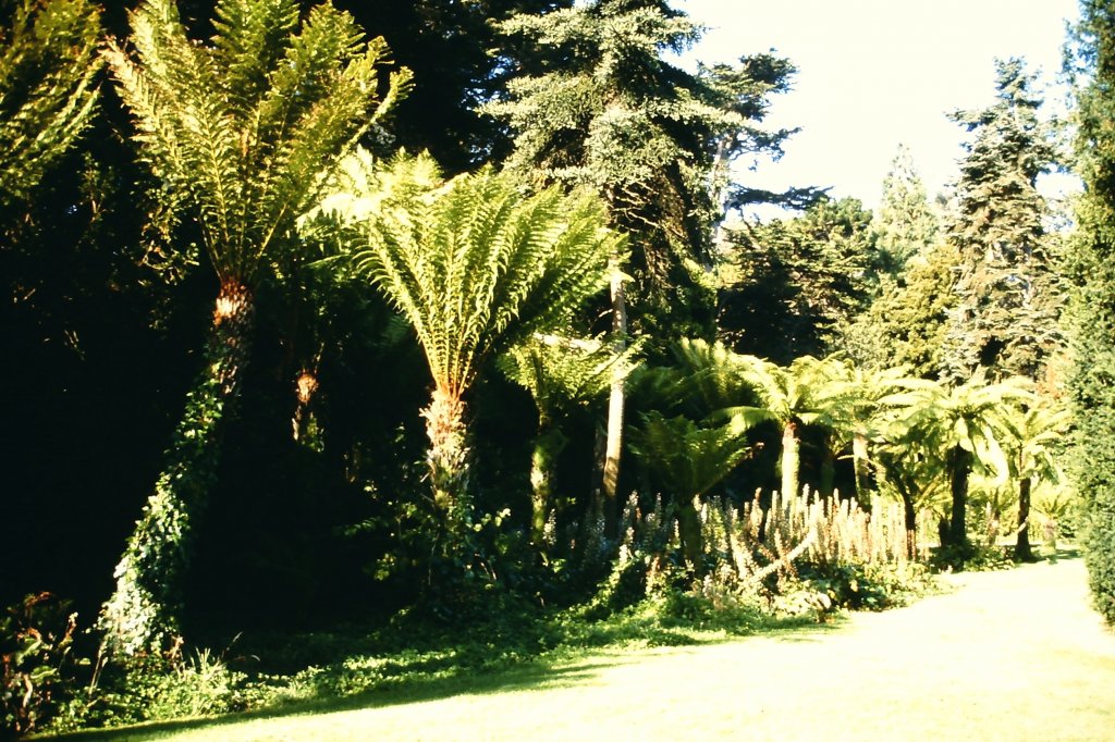 Farnbume im Golden Gate Park, San Francisco am 23. August 1988.