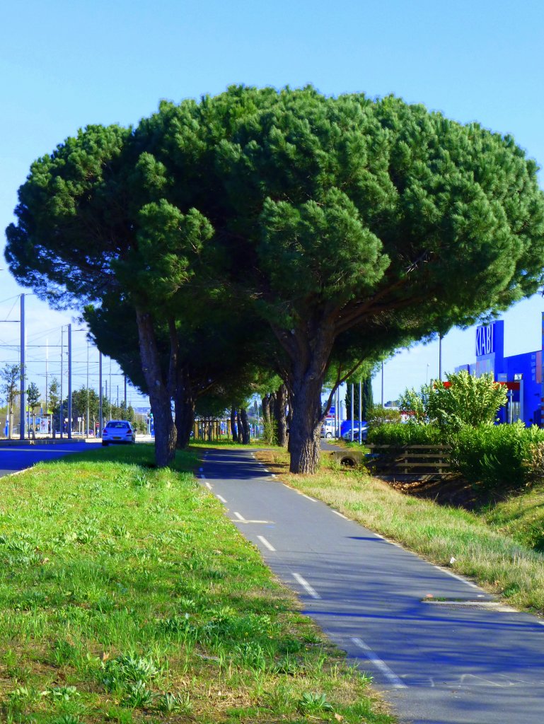 Frankreich, Languedoc, Radweg von Carnon am Mittelmeer nach Montpellier, grssenteils an der Schnellstrasse und der Strassenbahnlinie 3 entlang. Blick auf den Radweg in Richtung Mittelmeer. 25.03.2013