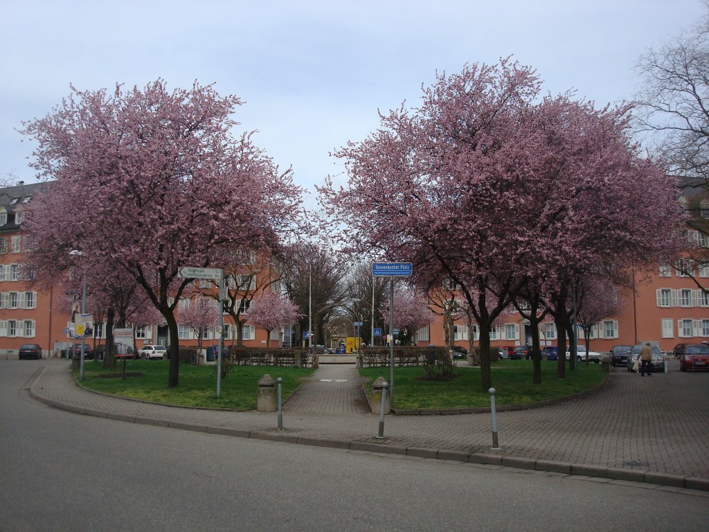 Freiburg im Breisgau,
der Tennenbacher Platz in voller Blte,
April 2010