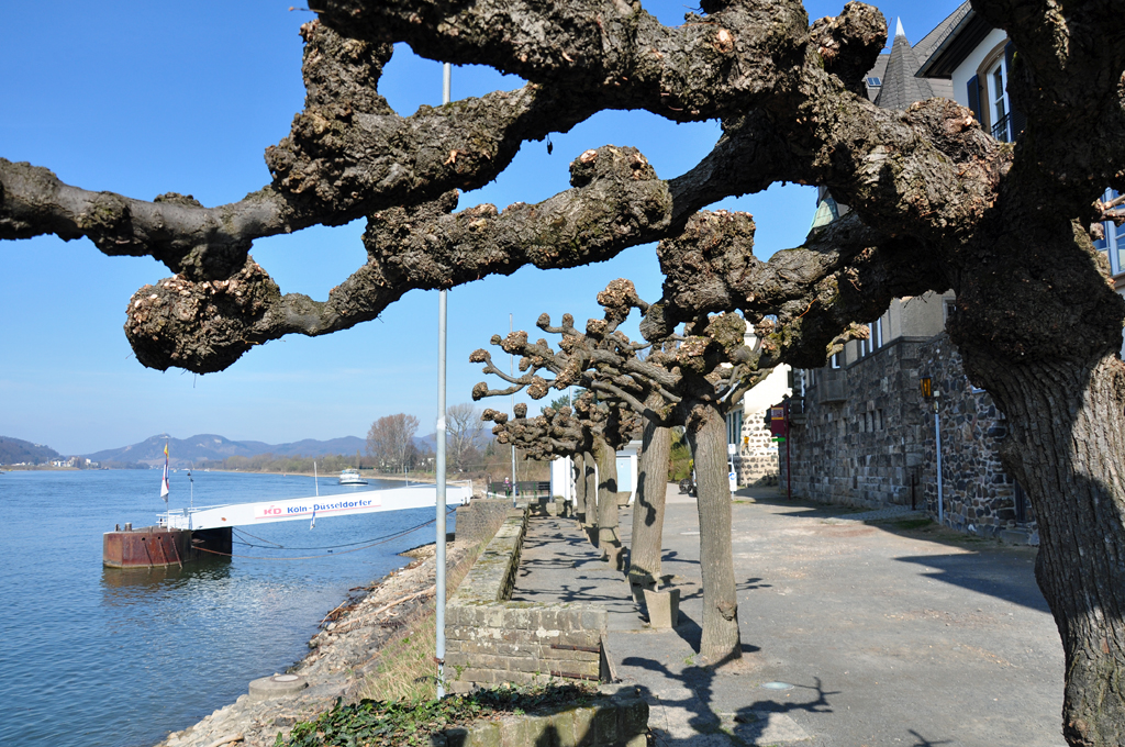 Gestutzte Bume an der Rheinuferpromenade in Unkel - 23.03.2011